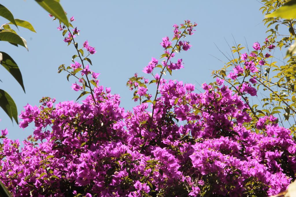 Le Palme Garden Villa San Giorgio  Buitenkant foto